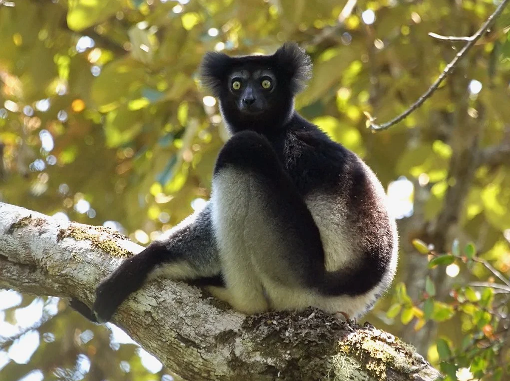 indri-lemuri-unik-qe-rrezikon-te-zhduket