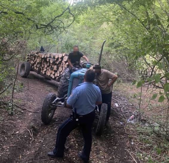 Policia kap në flagrancë hajnat e pyllit  traktori  full  me dru